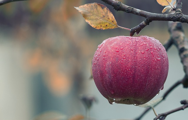 Rola kontrolowanej atmosfery w przechowywaniu owoców: Wydłużanie Trwałości i Zachowanie Świeżości
